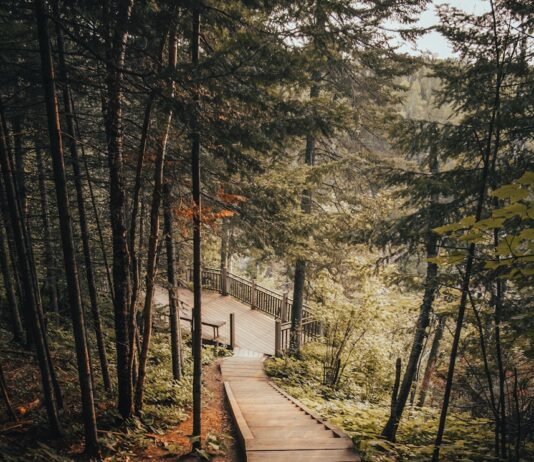 “계단 오르기만 해도 운동 될까요?”… 짧고 강한 ‘일상 루틴’의 힘 brown wooden pathway towards green tall trees