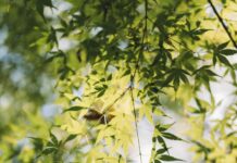 정신건강, 현대인의 필수 관리 영역으로 떠오르다 Green leaves hang from a tree branch.