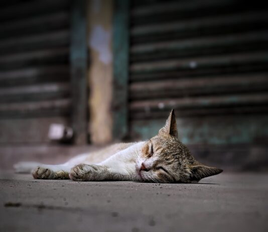 만성피로 증후군, 올바른 관리로 극복할 수 있다 a cat lying on the ground