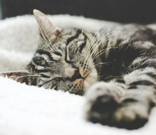 수면의 질이 건강을 좌우한다… 깊은 잠이 만드는 변화 silver tabby cat sleeping on white blanket
