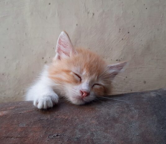 매일 밤 건강을 지키는 열쇠, 올바른 수면의 중요성 a small orange and white kitten sleeping on a ledge