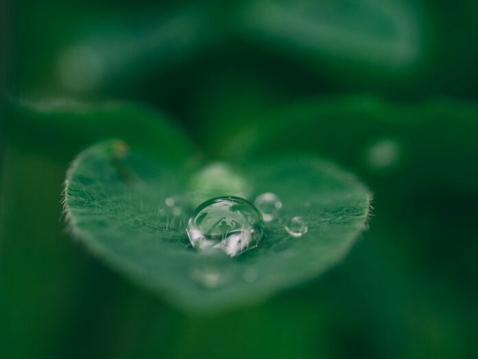 Photo by Aaron Burden green leaf with water drops