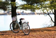 MZ세대 직장인, 일과 삶의 균형을 위한 ‘웰니스 루틴’ 뜬다 bicycle near tree
