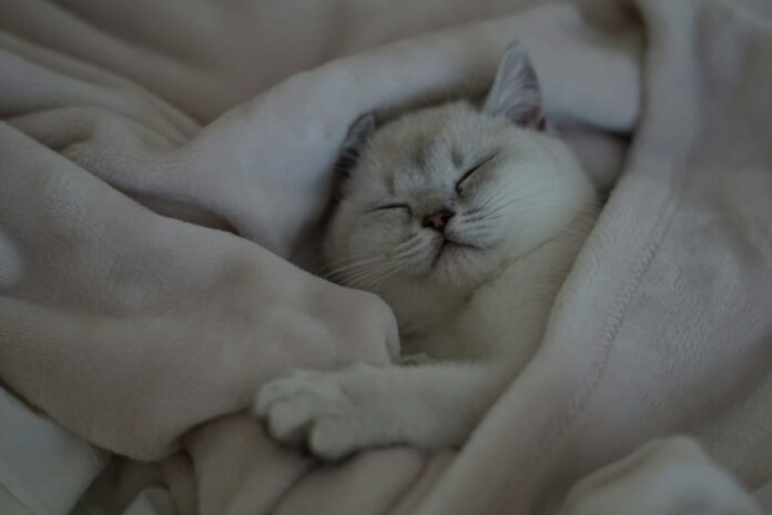 Photo by Ayse A a white cat is sleeping on a blanket