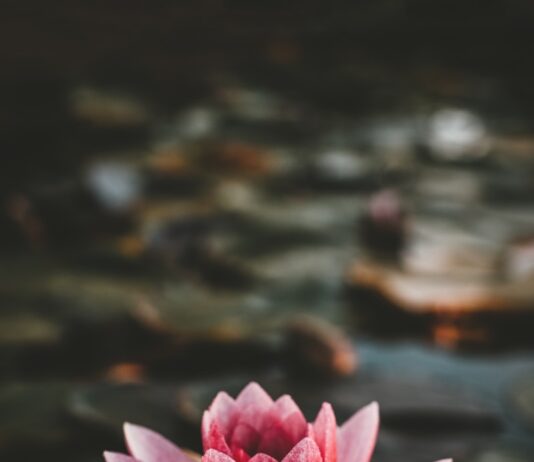 “마음도 챙기는 건강, ‘마음챙김 명상’이 생활 습관으로 자리잡다” pink and white lotus flower