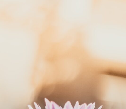 “하루 한 번 뇌 건강 챙기기, 일상 속 작은 변화가 지키는 두뇌 활력” shallow focus photography of purple flower